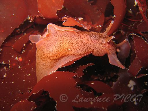 Lièvre de mer - Aplysia punctata.JPG - Mer de la Manche - Cherbourg